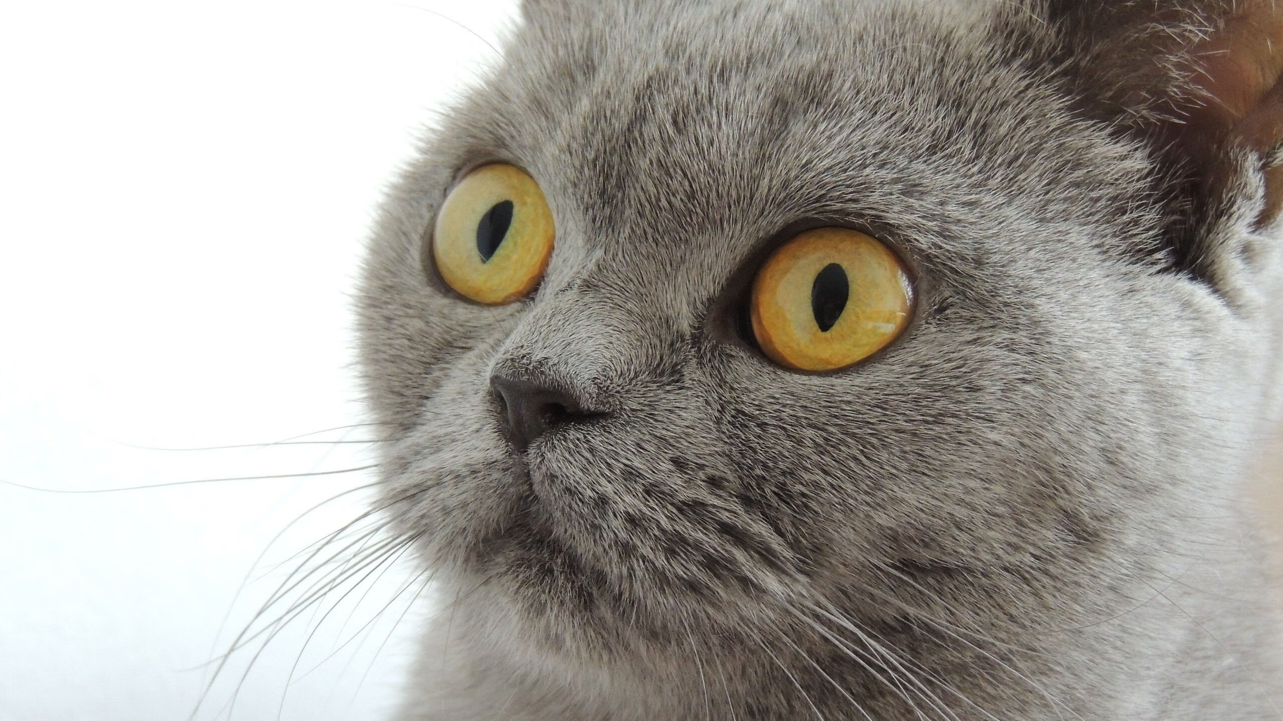 世界排名争夺战之夜，罗德里存在感拉满，主宰绿茵场