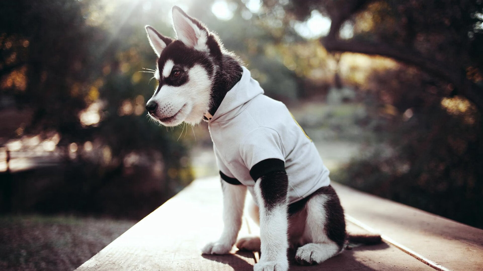 铁闸与引擎，巴斯托尼一传一射助里昂强势晋级尼日利亚