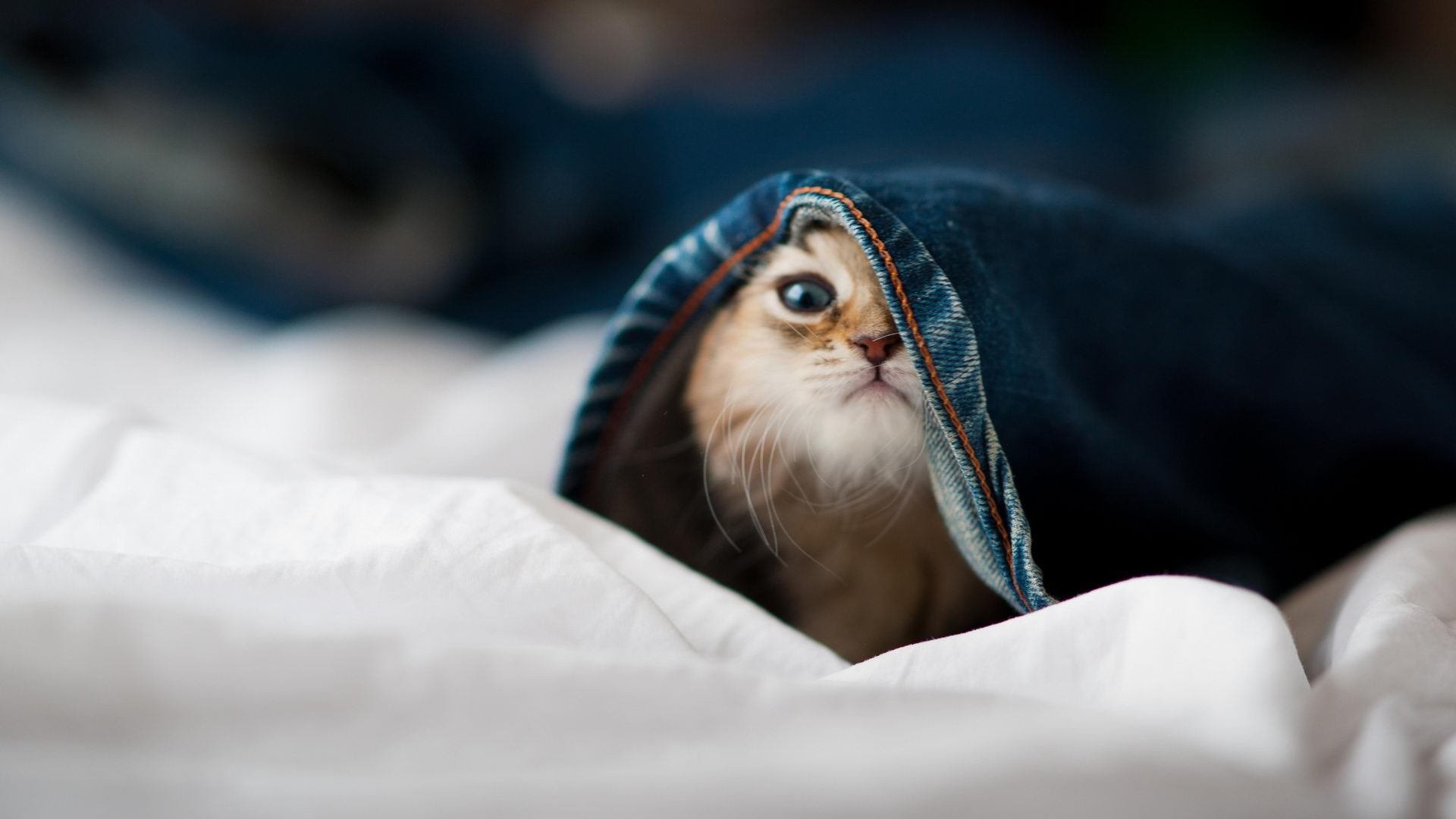 戈贝尔遮天蔽日的一夜，当法国巨塔的爆发，成为猛龙争冠路上最意外的注脚