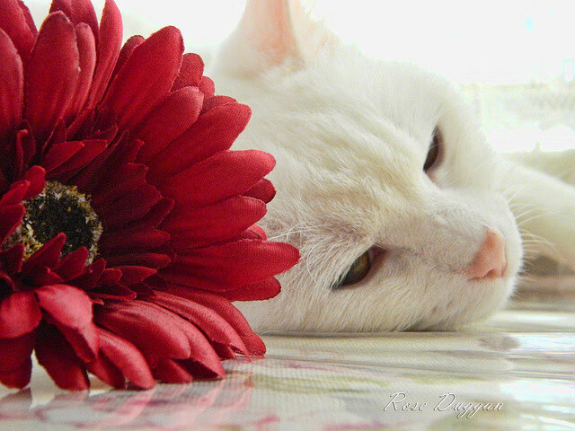 亚洲旋风，当卡塔尔掀翻玻利维亚，富安健洋在关键回合从不手软