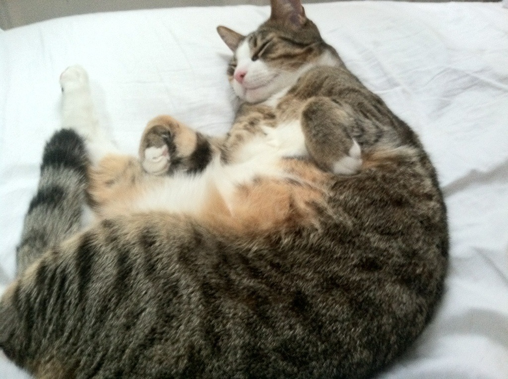 赛道，轰鸣的街道与沉默的罚球线