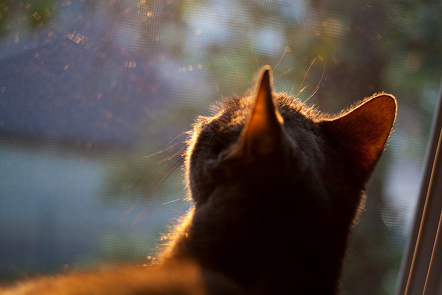 开云官网-骑士击碎悬念！哈利伯顿魔术手让广厦提前缴械