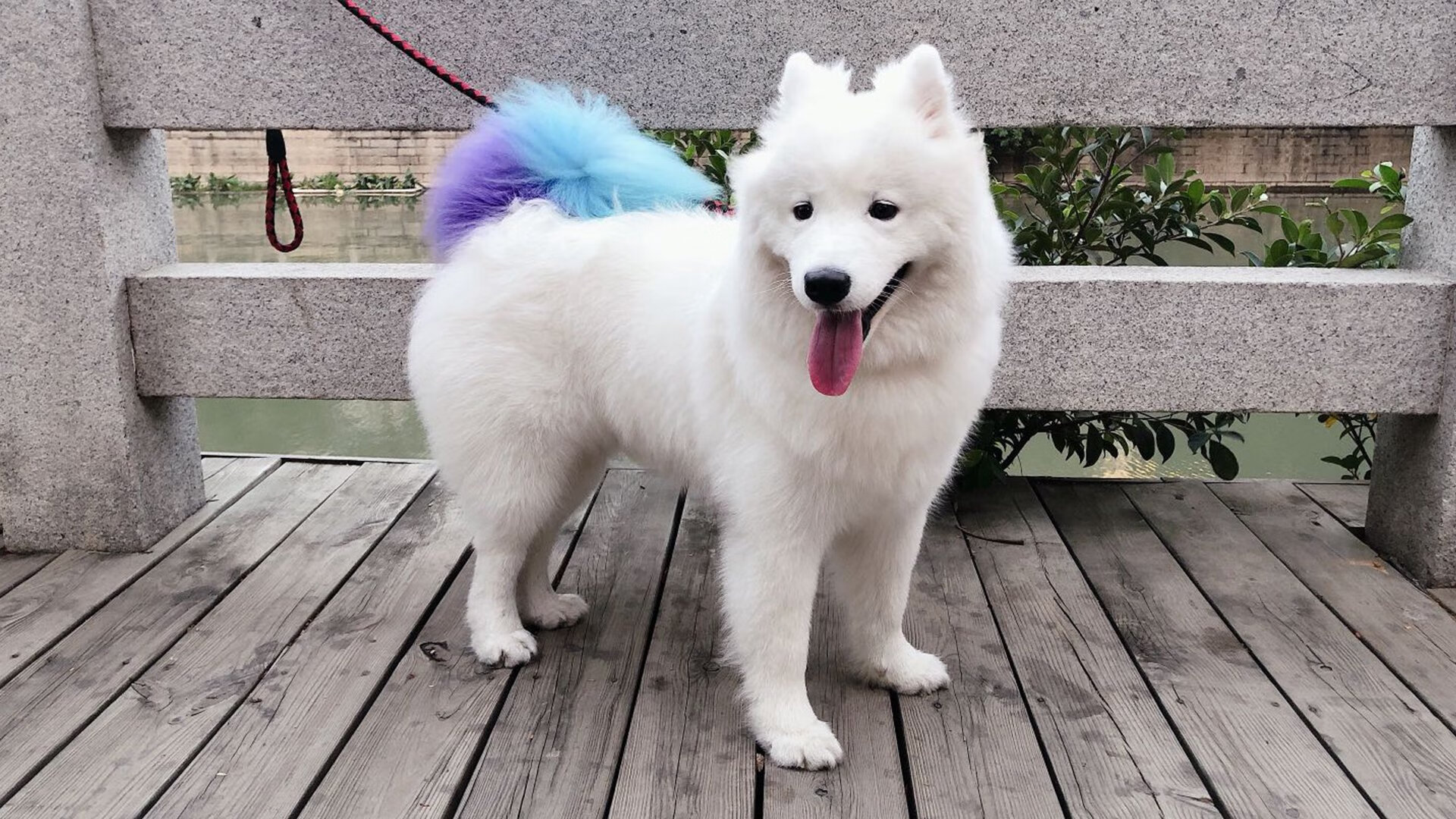 开云体育下载-星辰之下，杰伦·格林如何让新加坡的喧嚣提前归于寂静