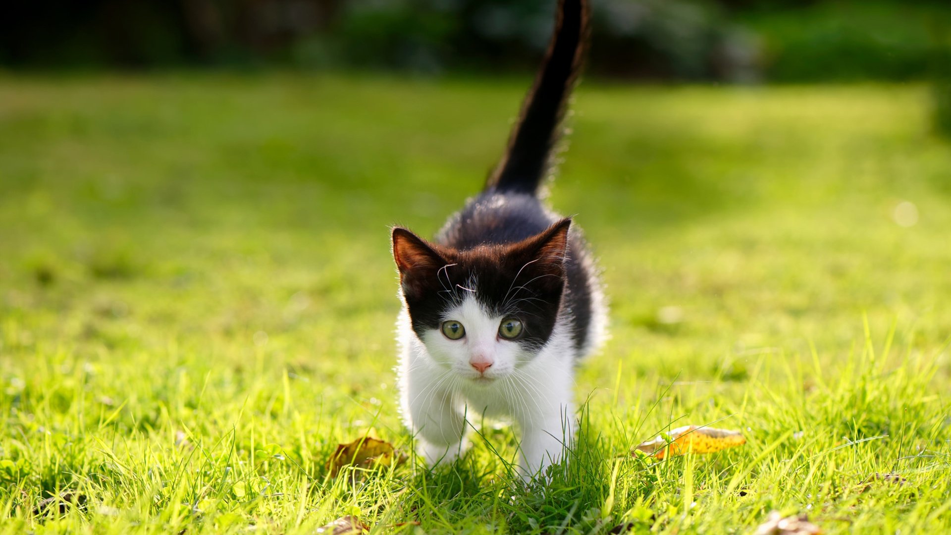 命运交叉点，巴拉圭压制国际米兰，C罗如何成为意外关键先生？