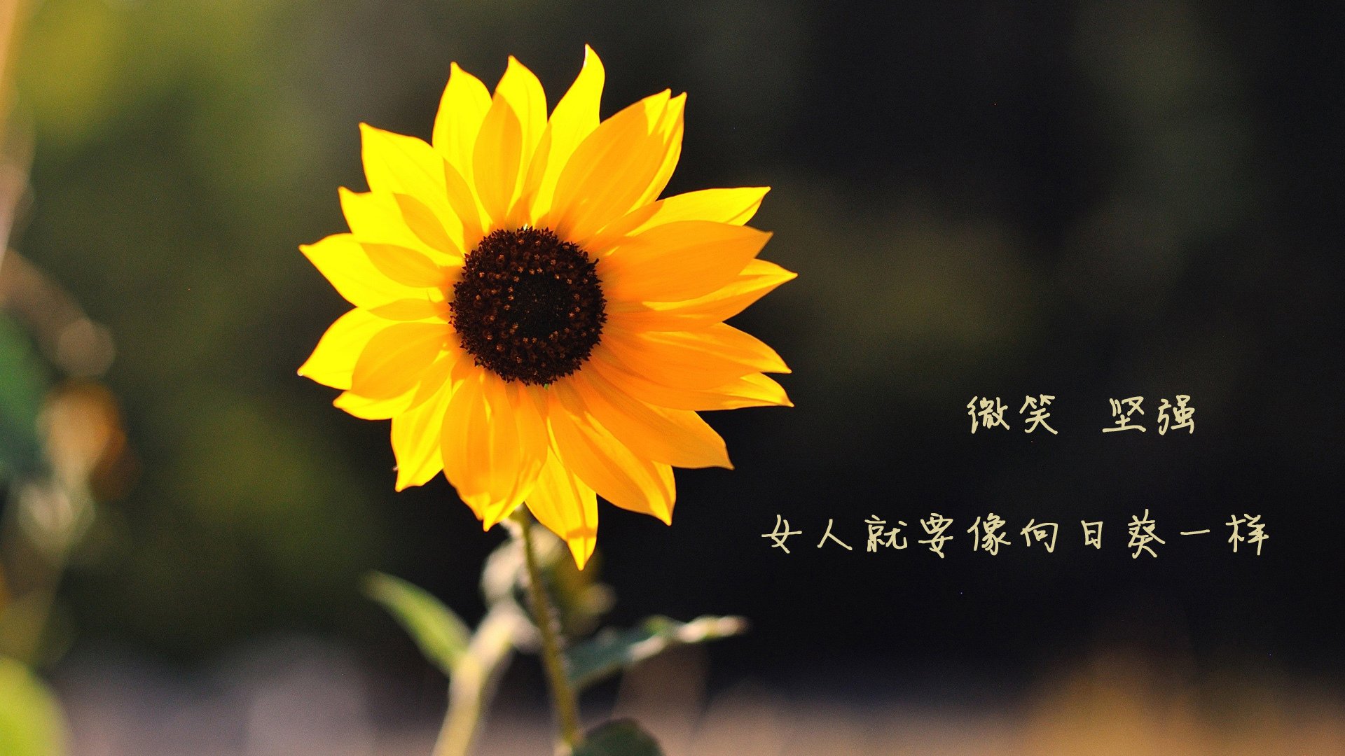 国王登基的征服之旅，福克斯对阵湖人全程高能输出，谱写个人英雄主义史诗