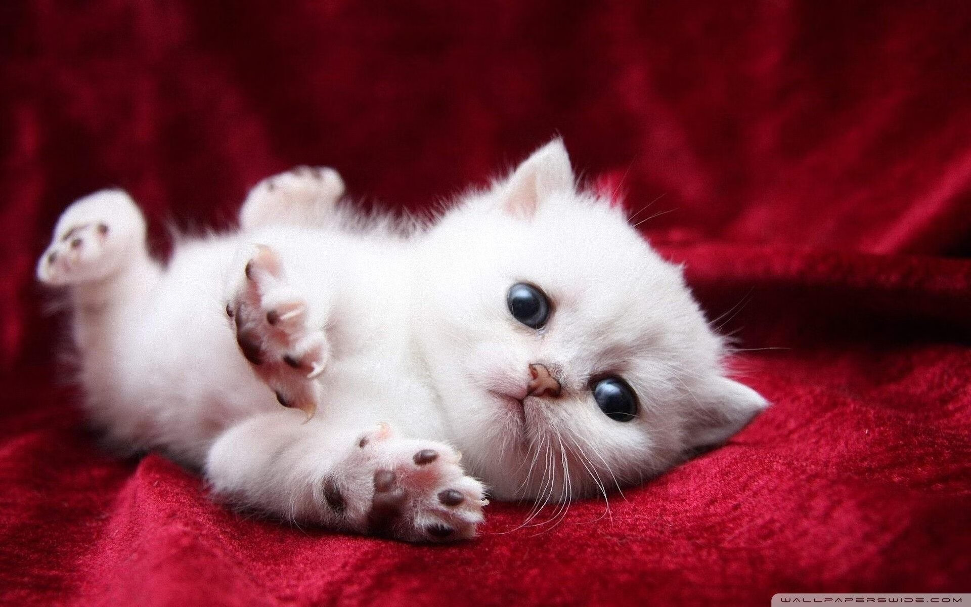 巨浪吞噬孤岛,总决赛的天平为何倾覆?