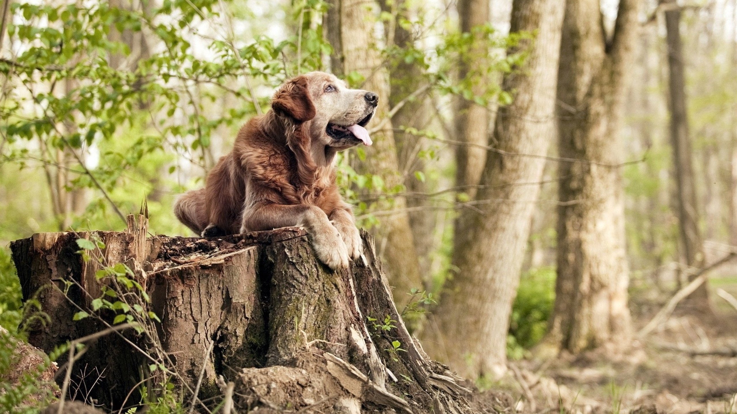 开云官网-当贝蒂斯时刻降临，NBA季后赛末节风云与墨西哥的篮球热
