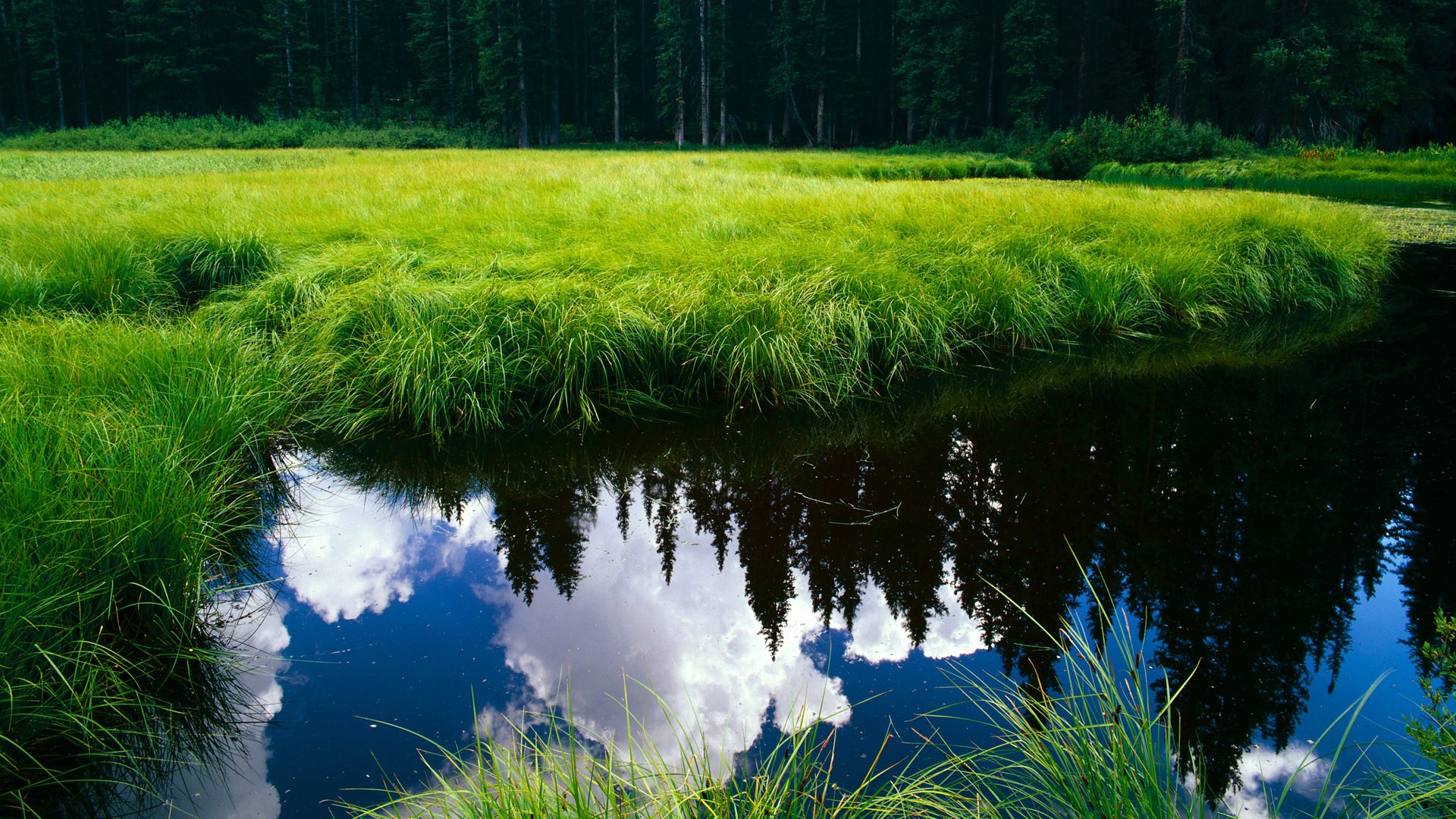 开云体育中国-锡安47分难敌三巨头，雄鹿火力全开射落黄蜂