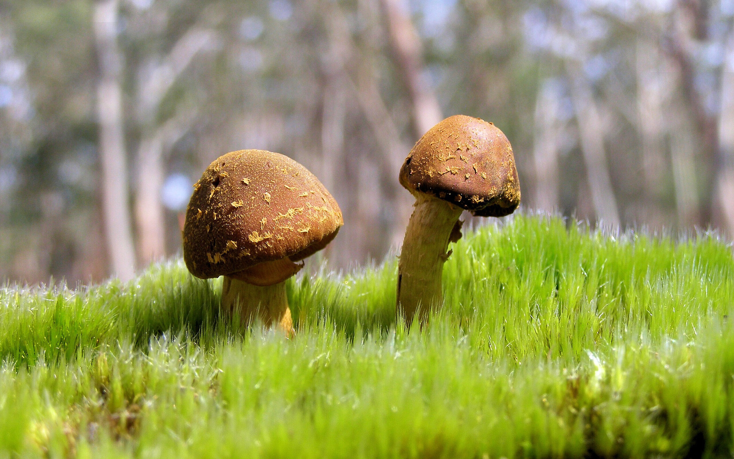 开云体育在线-克莱·汤普森独木逆流，活塞众志成城逼出关键先生本色