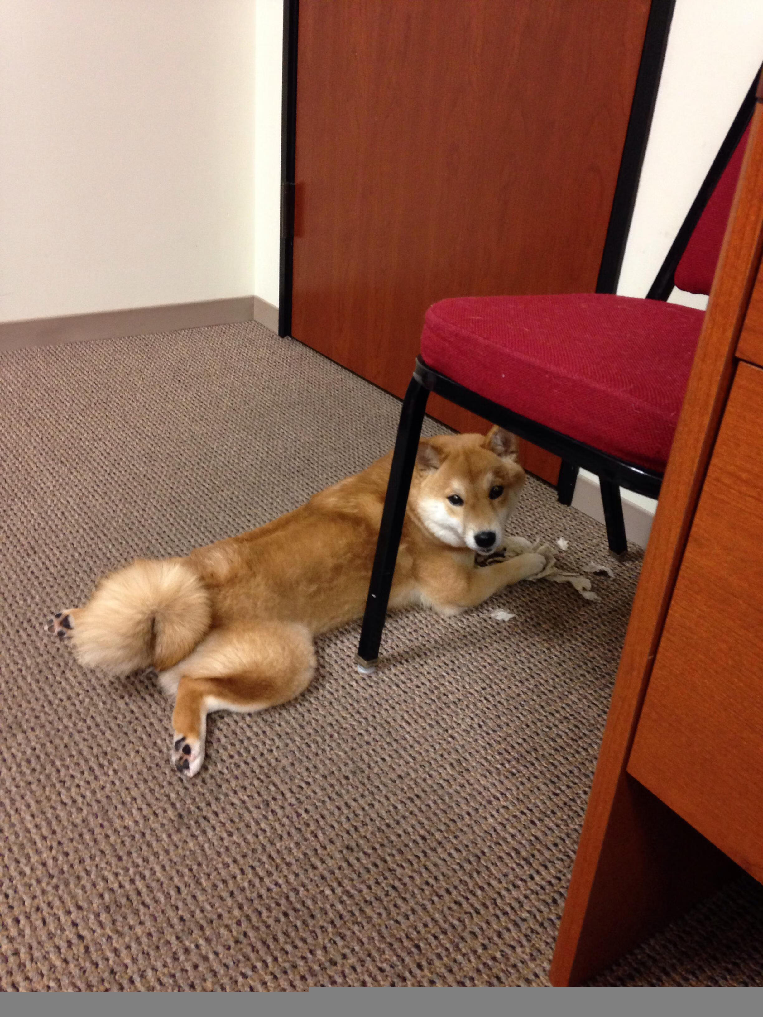 尤文式防御踏平阿根廷狂想曲，卡塞米罗何以成为关键先生？