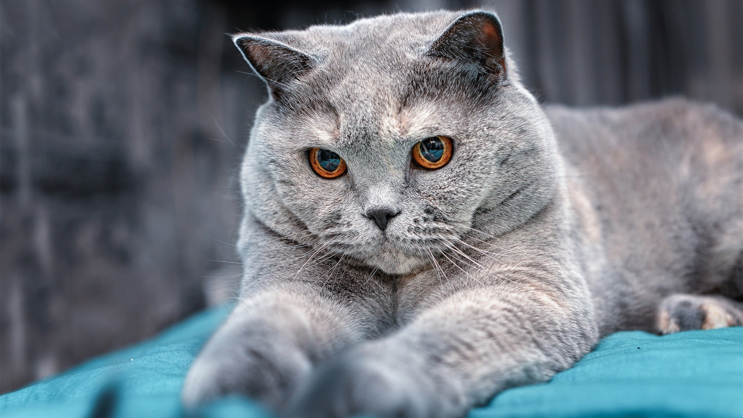 哈利伯顿关键先生闪耀,浙江队争冠战爆冷战胜活塞