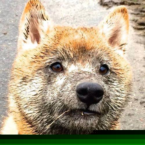 勇士加时险胜!关键先生竟是伦纳德