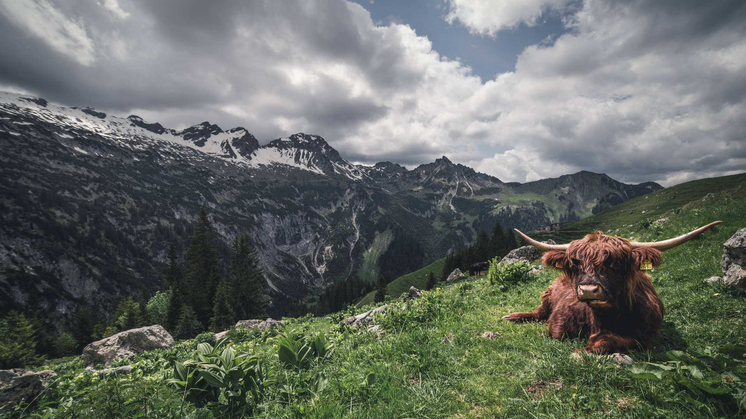 从NBA鏖战到世界杯舞台，塔图姆的双线统治力