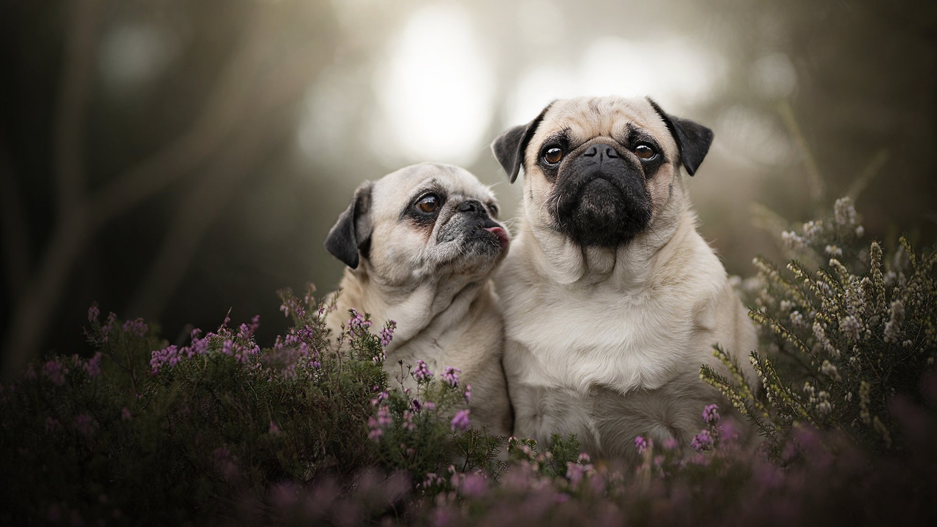 中场风暴，卡塞米罗爆发引领皇家社会全面压制威尔士